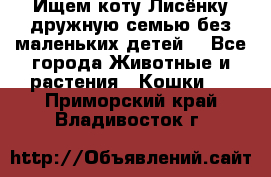 Ищем коту Лисёнку дружную семью без маленьких детей  - Все города Животные и растения » Кошки   . Приморский край,Владивосток г.